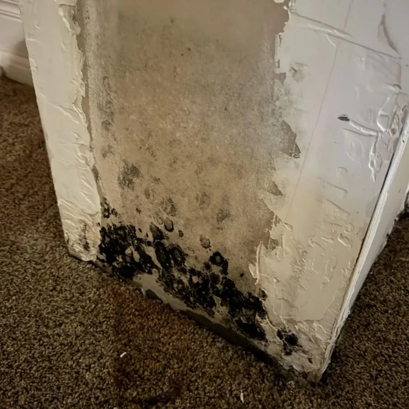 Professional Mold Removal in Nocona, TX